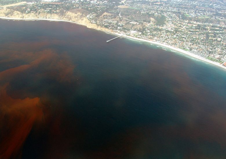 Une marée rouge est une efflorescence algale qui se traduit par une augmentation rapide de la concentration de phytoplancton. © Alejandro Díaz, DP
