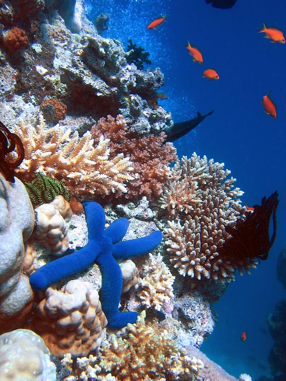 Les récifs coralliens sont des écosystèmes très productifs. © Richard Ling, Wikipédia, GNU 1.2