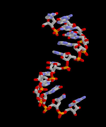 Cette animation montre une molécule d'ARN messager&nbsp;créé sous Rasmol, un logiciel gratuit.&nbsp;© Wikimedia Commons, DP