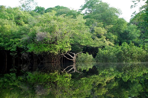 La forêt amazonienne, qui recouvre une surface de 5,5 millions de km2 se partage entre 9 pays : la Bolivie, le Brésil, la Colombie, l'Équateur, le Guyana, la Guyane, le Pérou, le Venezuela et le Suriname. © LecomteB, Wikipédia, GNU 1.2