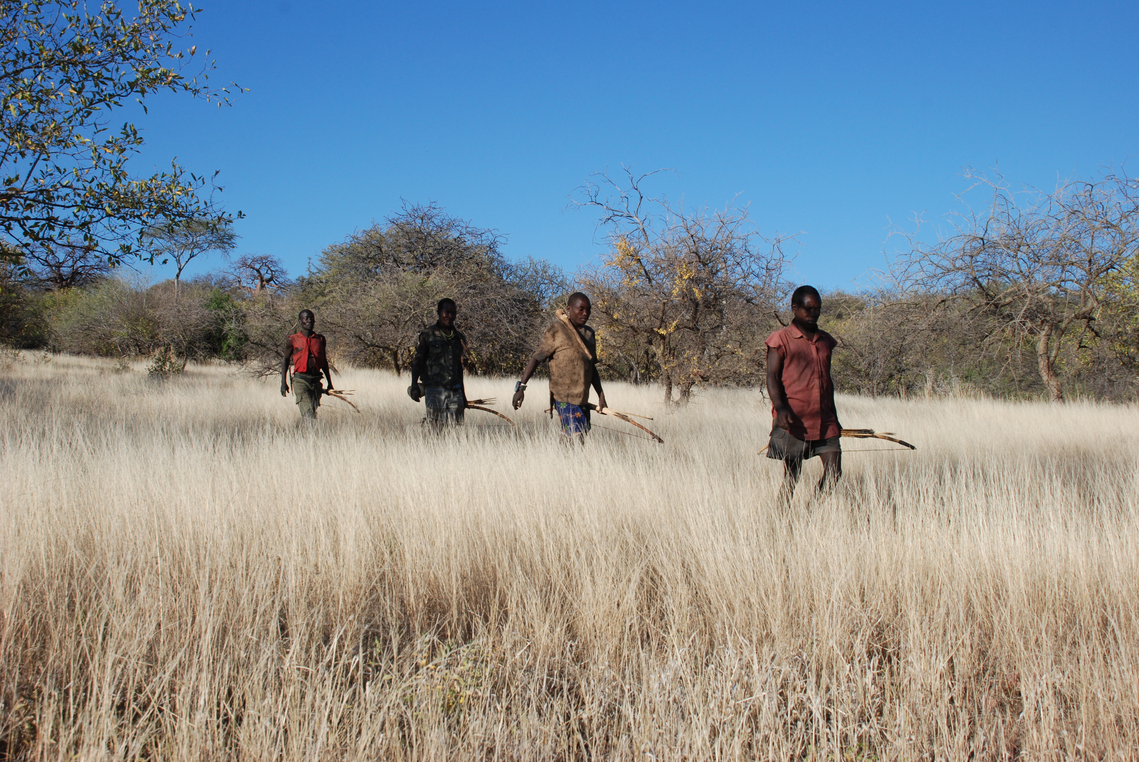 Les Hadzas de Tanzanie ont porté des bracelets GPS qui ont permis à des anthropologues d’étudier leurs mouvements pendant la chasse ou la recherche de nourriture. © Brian Wood, Yale University