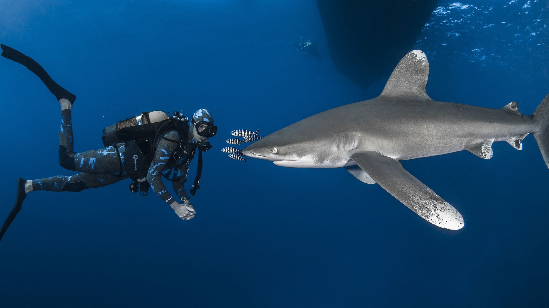 La peur du requin serait-elle irrationnelle ? © Greg Lecoeur, tous droits réservés
