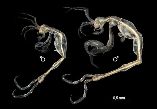 À gauche une femelle et à droite un mâle de l'espèce Liropus minusculus, appartenant à la famille des caprelles et&nbsp;récemment identifiée dans les eaux californiennes. © Sinc, cc by 3.0