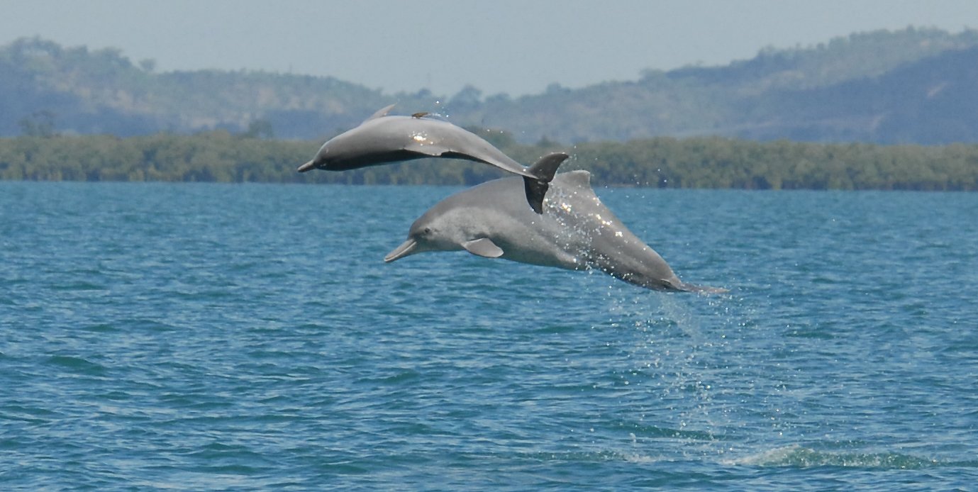 Jusqu'à présent, les autorités ne reconnaissaient que trois espèces de dauphins à bosse, réparties en deux groupes. D'après une nouvelle étude, il existerait au moins une espèce de plus et un des deux groupes doit être scindé. © Guido J. Parra, www.cebel.org.au