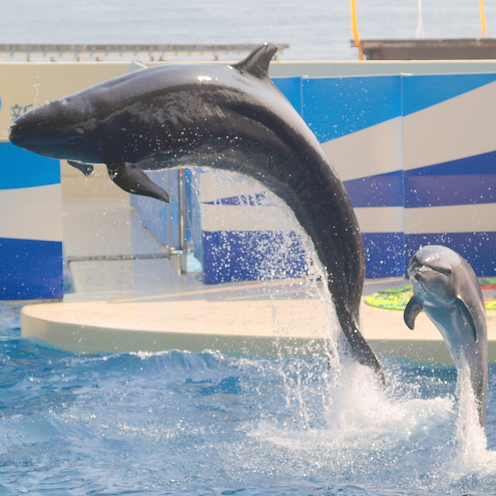 Réputée facile à dresser, la fausse orque est capturée pour les delphinariums. Elle partage souvent son bassin avec d'autres espèces de dauphins, comme ici le grand dauphin.&nbsp;© OpenCage, Wikipédia, cc by sa 2.5