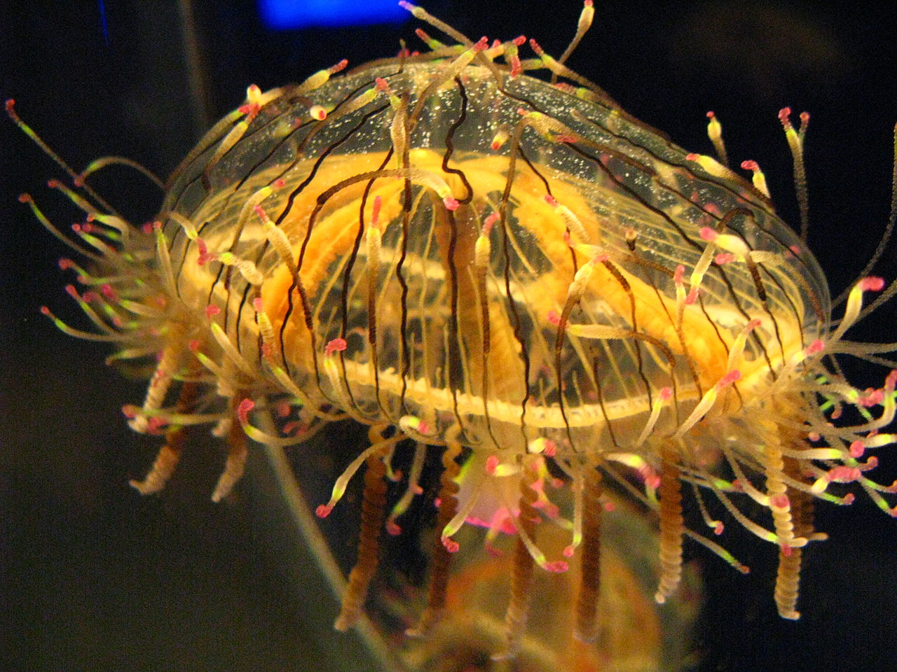 Olindias formosa, une méduse très rare