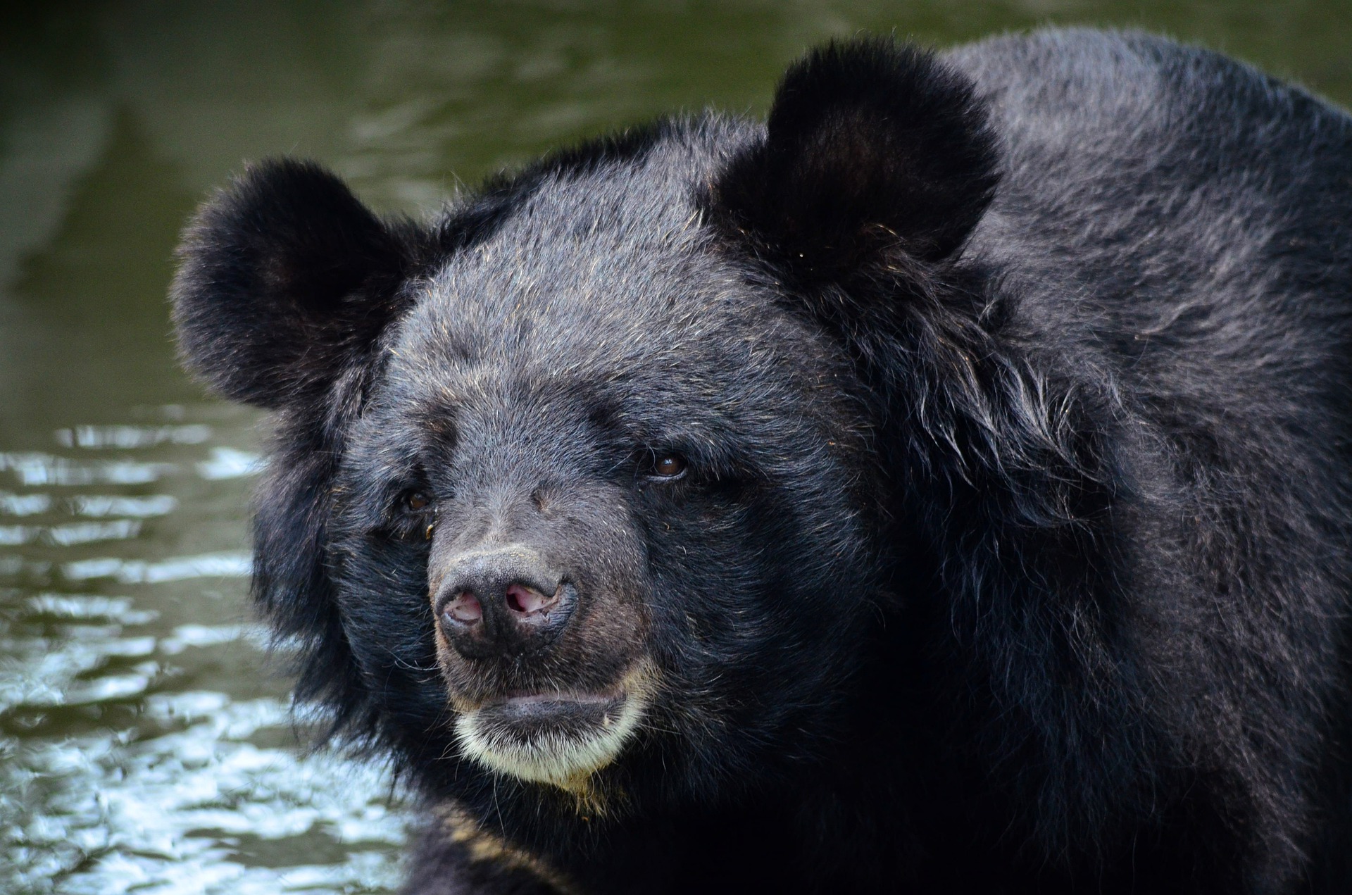 L'ours à collier est aussi appelée ours noir d'Asie. Il est classé en catégorie « vulnérable » par l'Union internationale pour la conservation de la nature. © Guérin Nicolas, GNU Free Documentation License, version 1.2