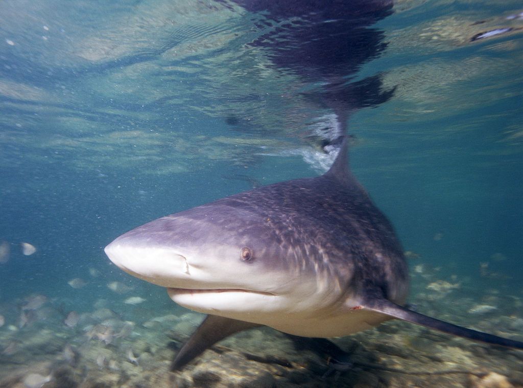 Le requin-bouledogue vit dans toutes les mers tropicales, à proximité des côtes, et jusqu'à 155 mètres de profondeur. Cette espèce est jugée agressive et aussi dangereuse que le grand requin blanc pour l'Homme.&nbsp;© Albert Kok, Wikipédia, GNU 1.2