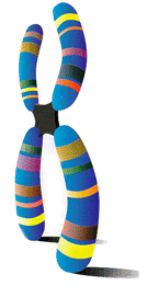 Chaque bande colorée sur ce chromosome est un gène.