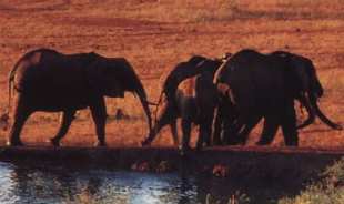 Les éléphants du Kenya poursuivis par satellite