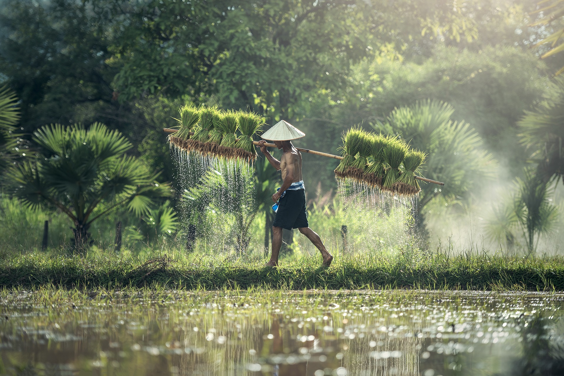 Culture du riz en Asie. © Sasint, Pixabay, DP