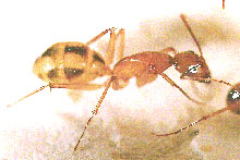 Comment les fourmis organisent leurs nécropoles