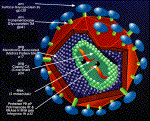 Représentation schématique du virus HIV.Crédit: Harvard AIDS Institute.