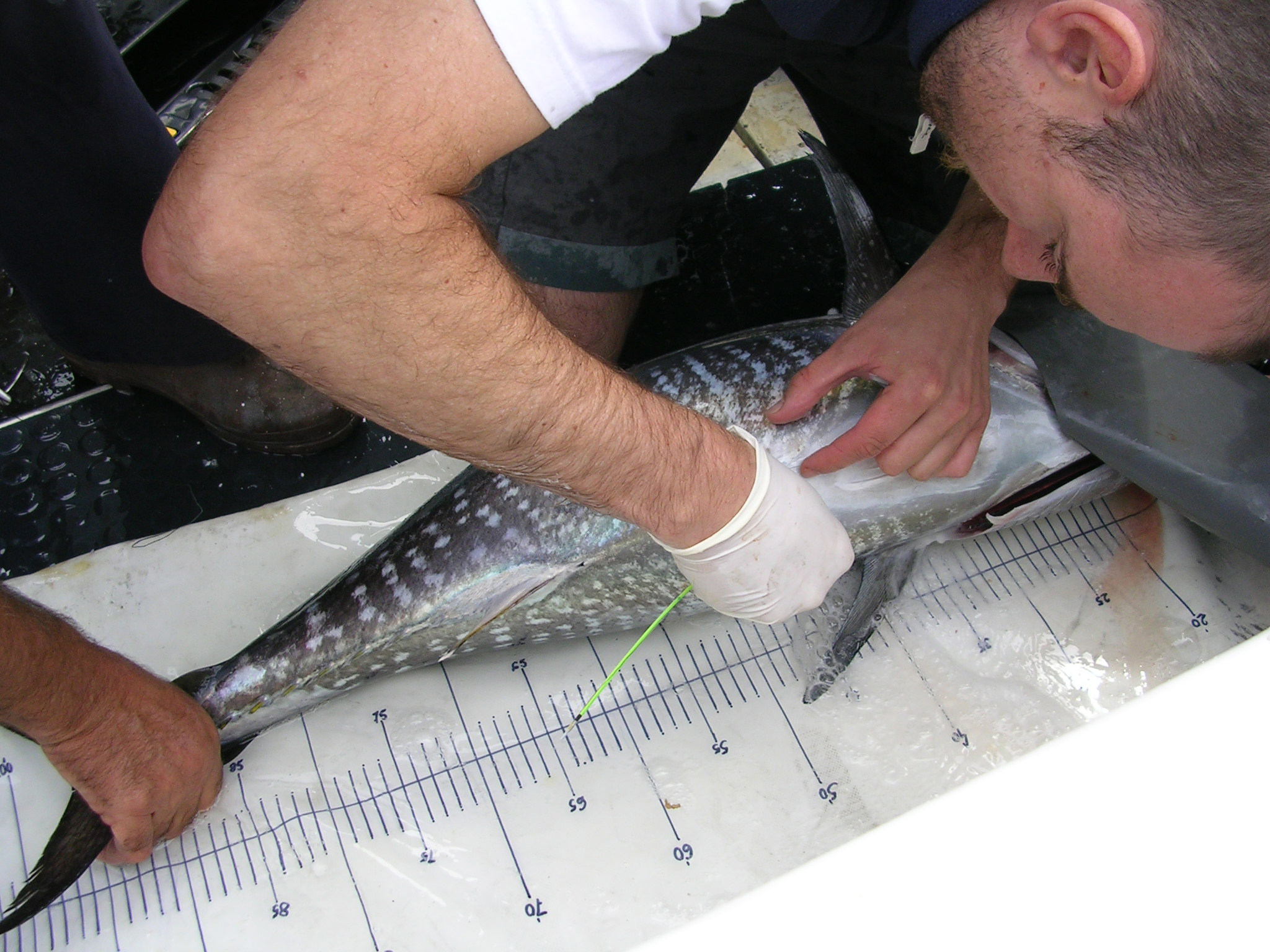 Les balises fournies par le centre de recherche basque Atzi-Tecnalia sont fixées sur la nageoire dorsale du thon. Les scientifiques forment et encouragent les plaisanciers à poser des balises sur certains thons durant leurs journées de pêche. © Azti-Tecnalia