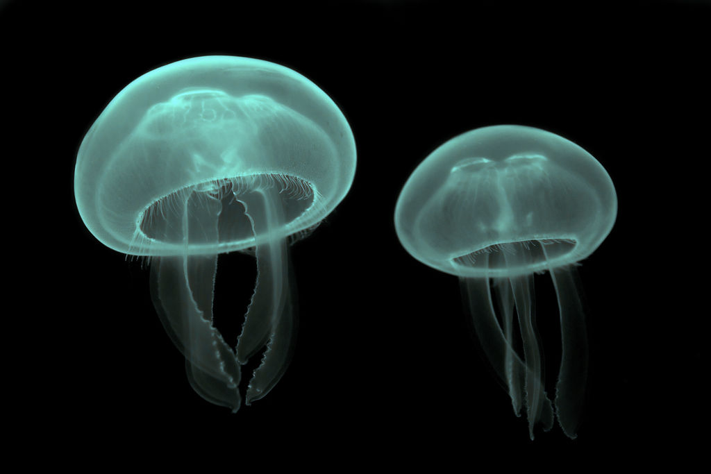 Comme toutes les méduses, l'aurélie est macrophage et microphage, se nourrissant de zooplancton et de petits animaux. On les&nbsp;retrouve dans presque toutes les mers du monde, mais elles pullulent à proximité des centrales nucléaires en bord de mer. © Luc Viatour, Wikipédia,&nbsp;GNU 1.2