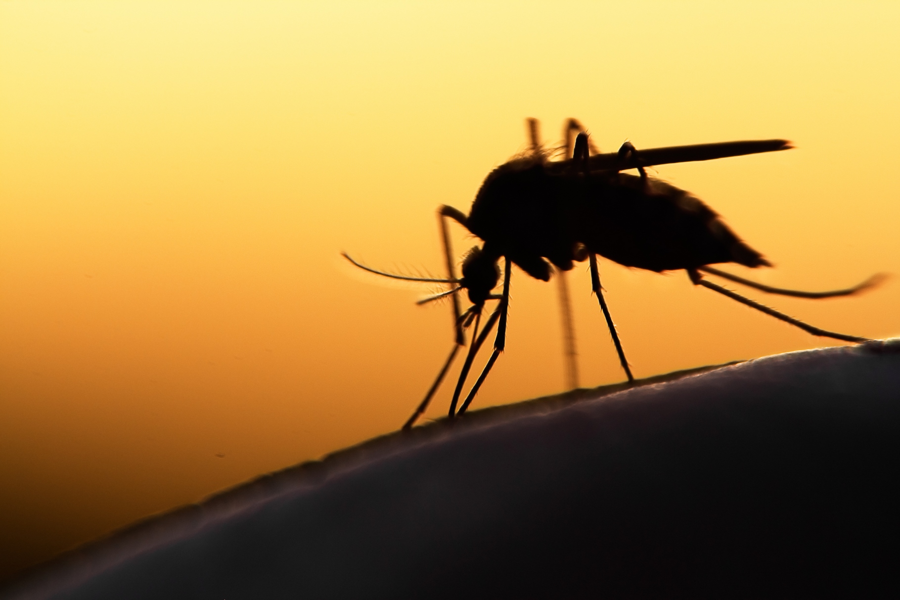 Le Brésil est l’un des pays les plus touchés par le virus Zika. Le concept de panneau publicitaire piège à moustique est une tentative inédite qui pourrait faire école. © Mycteria, Shutterstock