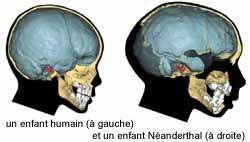 Comparaison par ordinateur de l'Homme de Néandertal et de l'Homme moderne