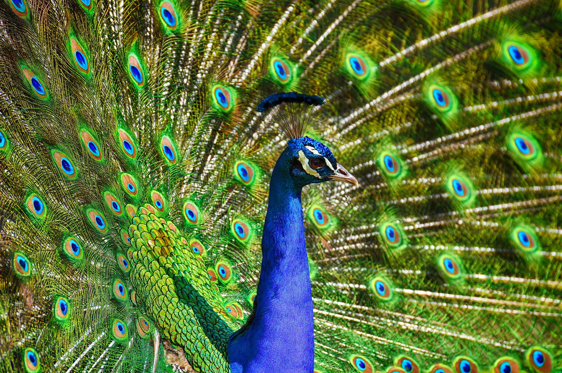 L'étonnante palette de couleurs dans la queue du paon. © Allanlau2000, Pixabay, DP