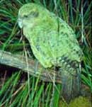 Une espèce de perroquet de Nouvelle-Zélande en voie d'être sauvée de l'extinction