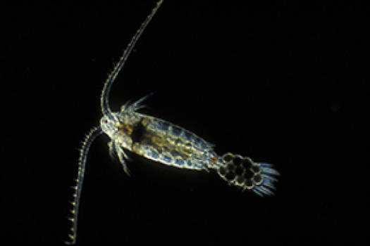 Ce type de copépode est une espèce de plancton qui représente une source de nourriture vitale pour les larves de poissons. C’est pourquoi il est essentiel à toutes les pêches commerciales. © Paul Jones, Université Deakin