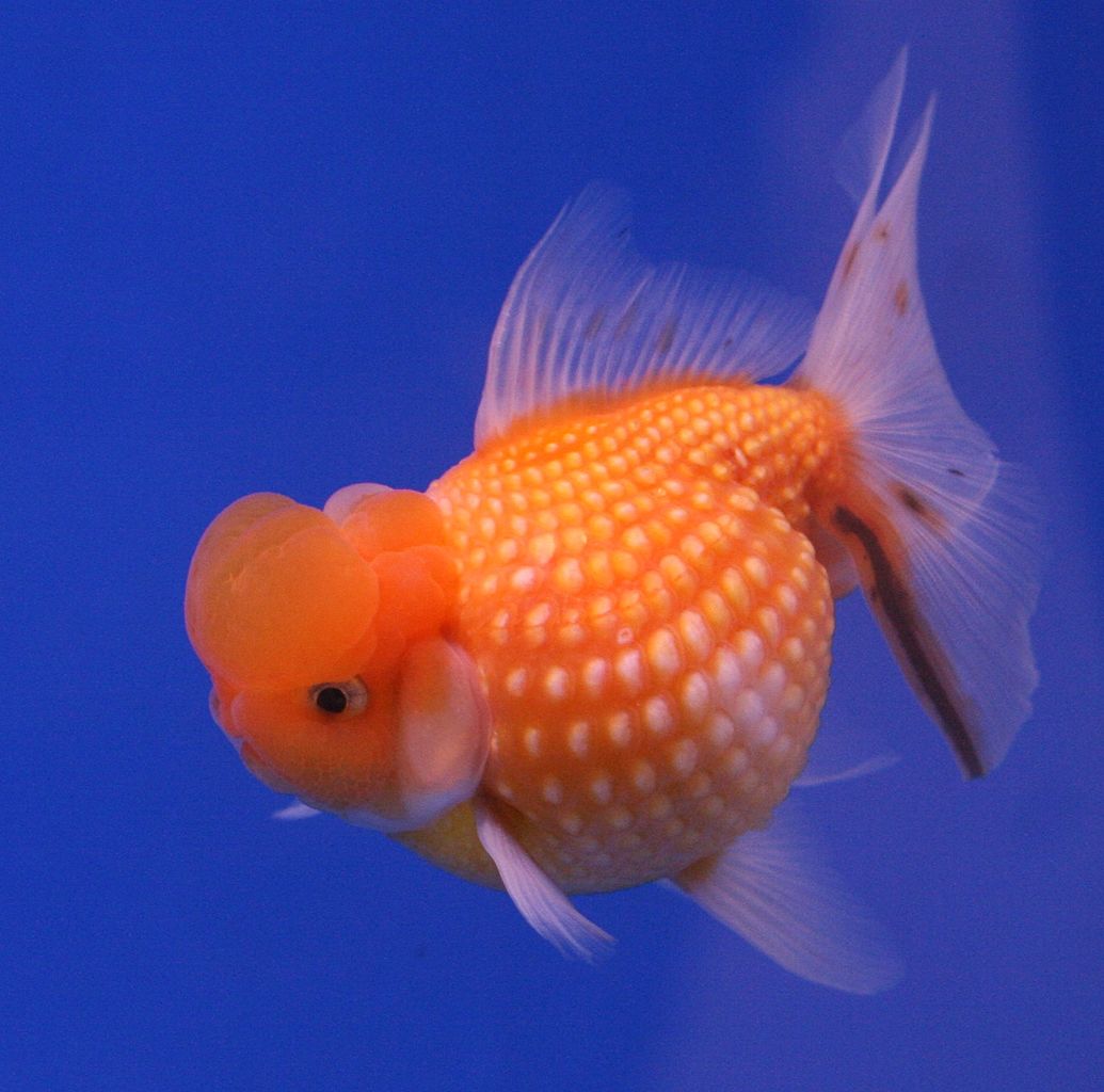 Le poisson rouge est originaire des eaux douces de Chine. Aujourd'hui il est le principal poisson de compagnie et une étonnante variété de poissons rouges a vu le jour, au gré des croisements génétiques et des sélections, comme ici le poisson rouge perlé. © Lerdsuwa, Wikipédia, GNU 1.2