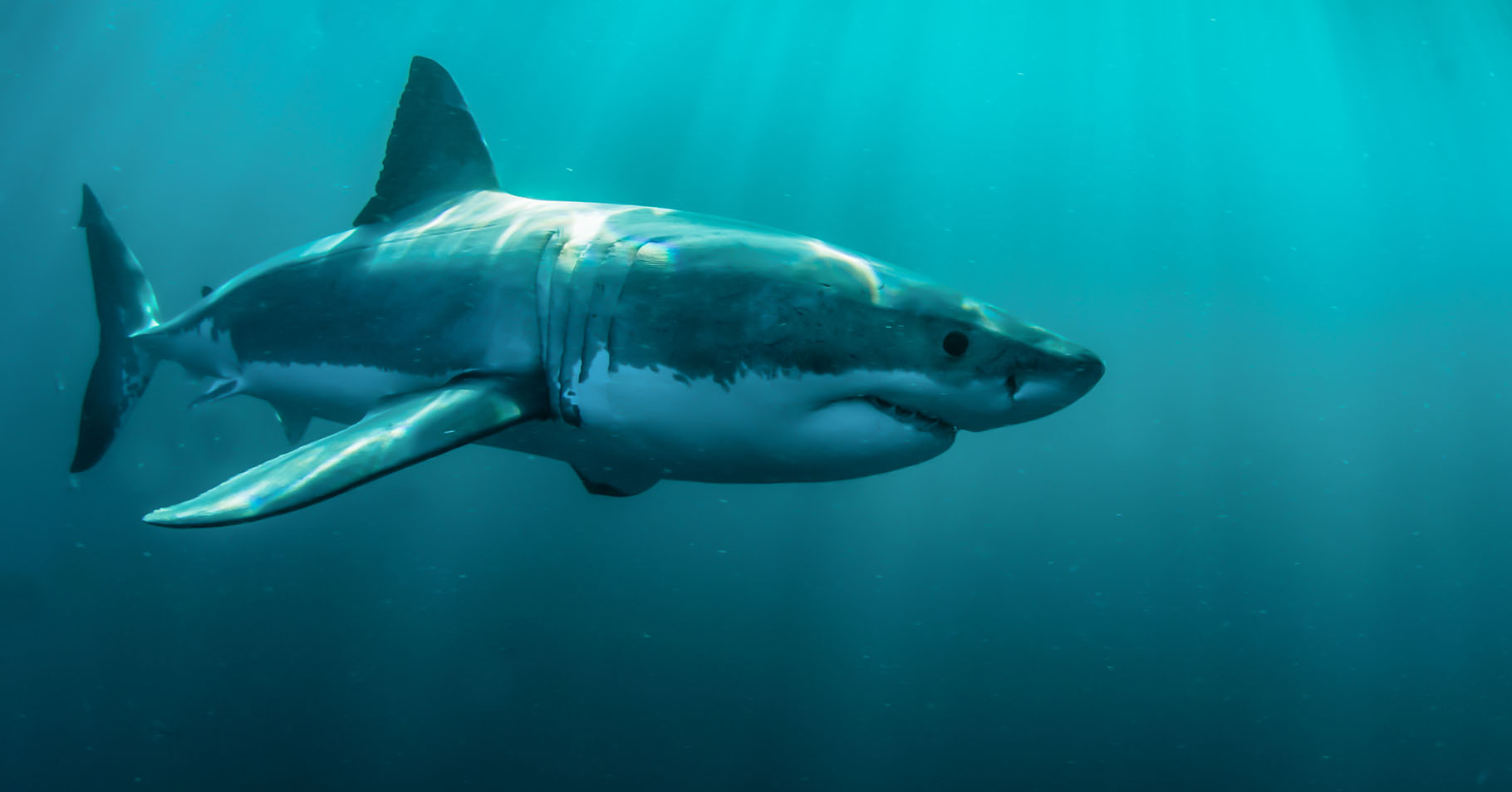 Le Grand requin blanc évolue dans des eaux peu profondes. Il a le&nbsp;ventre blanc, d'où son nom. © Steven Surina, tous droits réservés