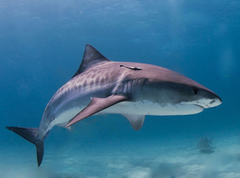 Le plus gros requin-tigre jamais pêché était une femelle de 7,4 m. Mais en moyenne, un requin-tigre mesure entre trois et quatre mètres. © Albert kok, Wikipédia, GNU 1.2