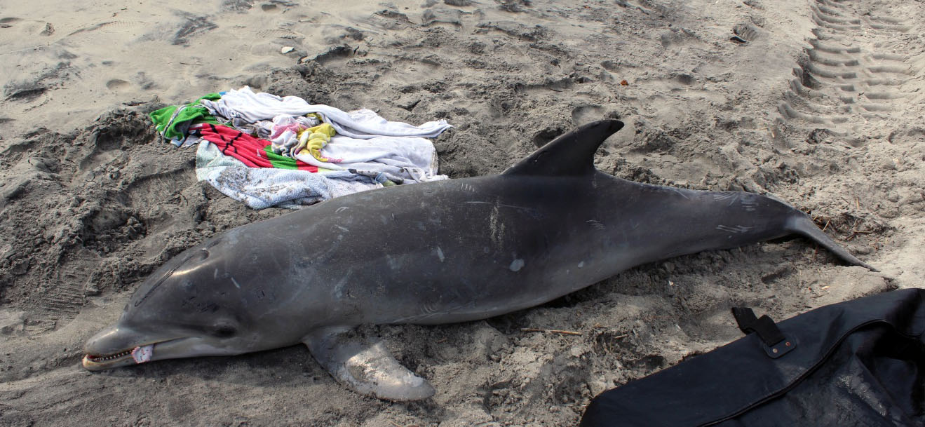 Un grand dauphin trouvé échoué sur une plage de l'État du New Jersey. Depuis le 1er juillet 2013, 134 carcasses de grands dauphins ont été découvertes dans cet État. © Marine Mammal Stranding Center