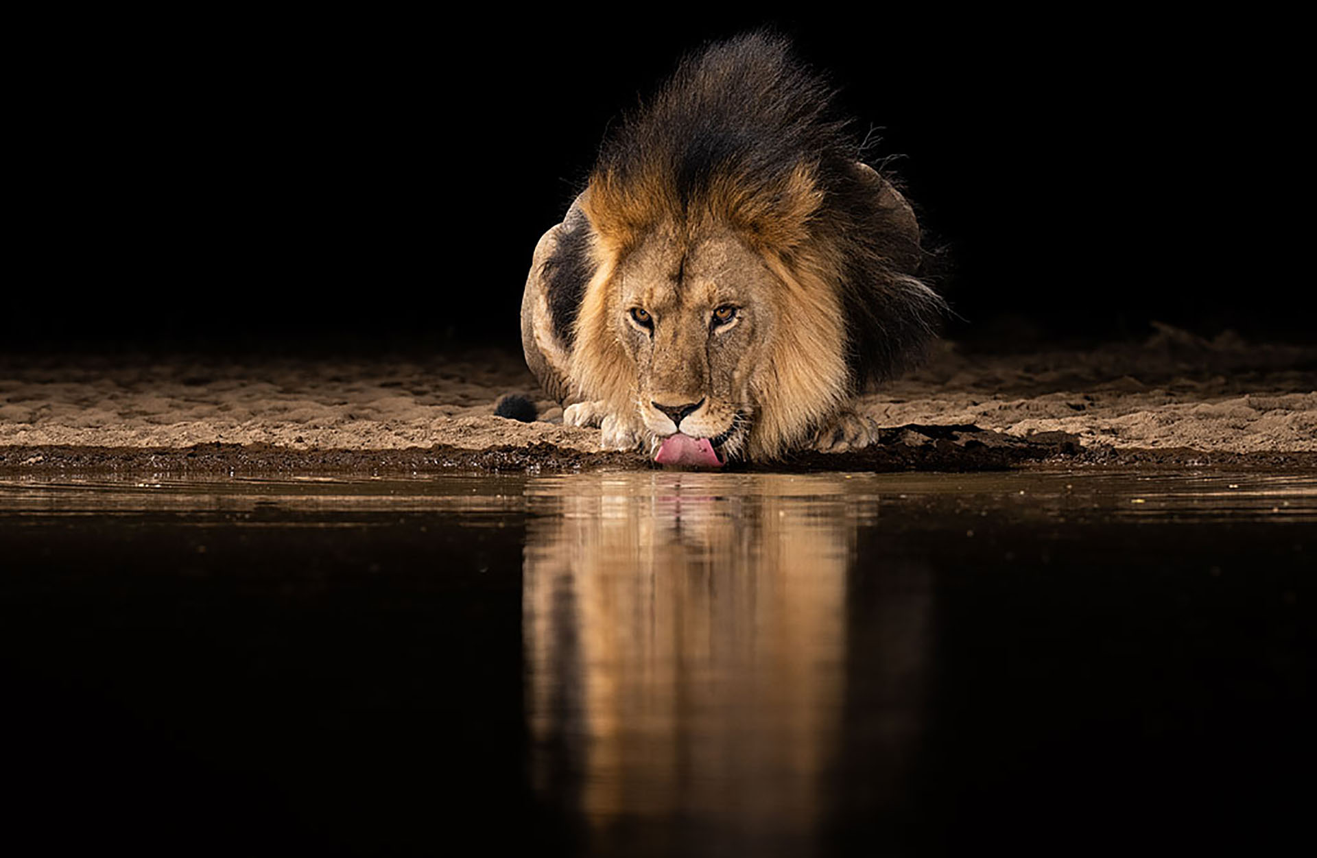Les lions dans la vallée du Rift au Kenya sont sauvages, discrets et passent leurs journées cachés dans les fourrés. © Will Burrard-Lucas, tous droits réservés 