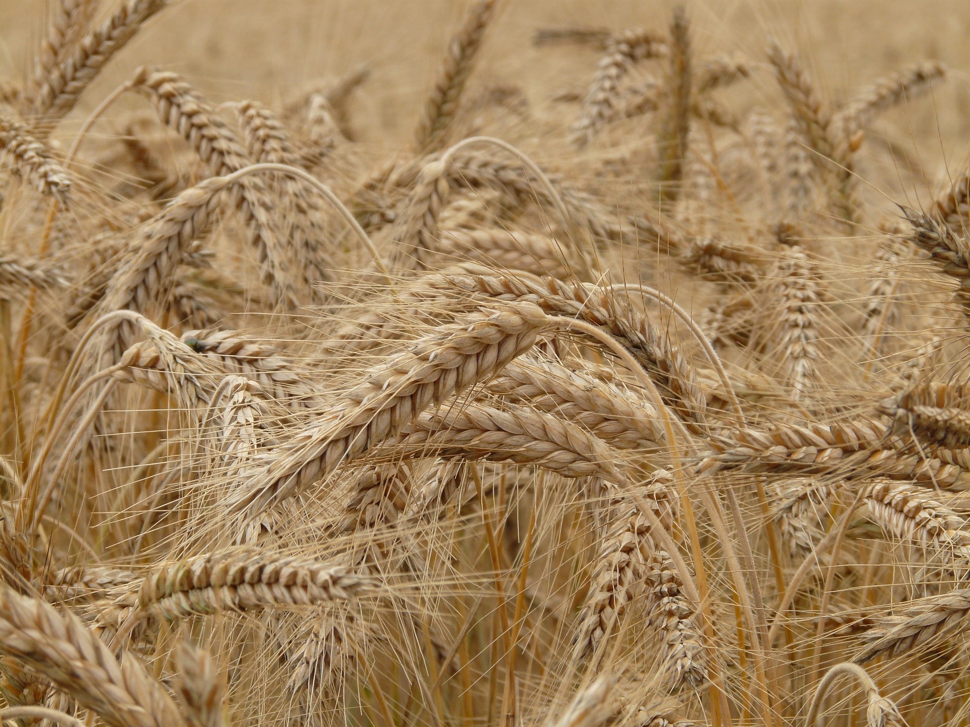 Une mauvaise récolte de blé en France peut entraîner des conséquences. Qui sera impacté et comment ? © Hans, Pixabay DP