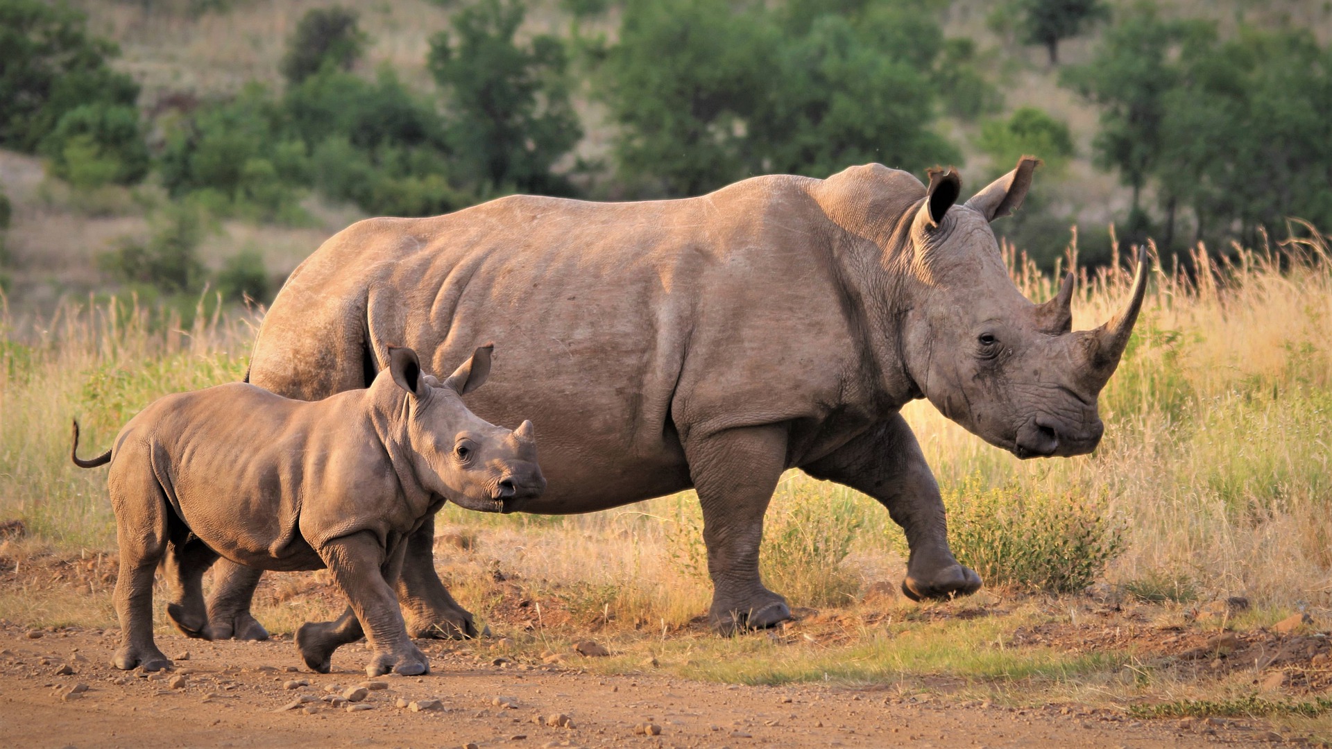 Rhinocéros blanc et son petit. © Nel Botha NZ, Pixabay, DP