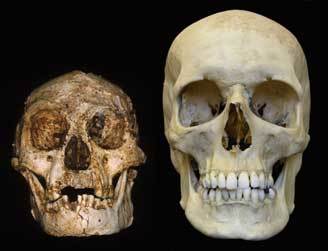 Le crâne d'Homo floresiensis comparé à celui d'un homme moderne. (Peter Brown)
