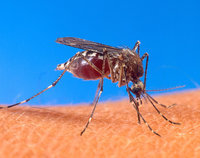 Le moustique vecteur du virus : Aedes aegypti(Crédits : US Department of Agriculture)