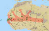 Carte montrant les déplacements des essaims en Afrique du Nord-Ouest