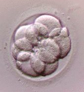 Embryon à un stade précoce de développement.