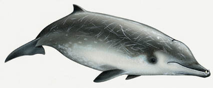 &copy; Wurtz-ArtescienzaLa baleine à bec de True vue par le célèbre cétologue Maurizio Wurtz