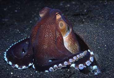 www.edge-of-reef.comLe poulpe Octopus marginatus sur ses 8 tentacules !