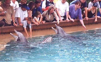 &copy; Caroline LepageQuel avenir pour ces dauphins en captivité livrés à la foule, et leur groupe d'origine resté en mer ?