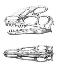 Le dessin du squelette crânien: on voit très bien la crête hypertrophiée