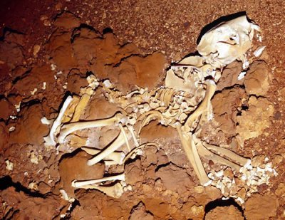 En 2002, un squelette complet de lion marsupial a été trouvé dans une grotte de Nullarbor. De la taille d'un léopard, Thylacoleo carnifex pesait 250 kg. Son espèce a vécu entre 2 millions d'années et 10 000 ans avant le présent. Crédit : Clay Bry