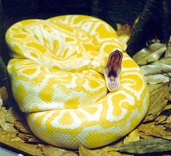 http://awesomeanimals.tripod.com/reptiles.htmUn magnifique python molure albinos... en appétit !
