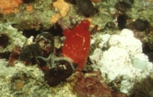 Les ascidies sont des Tunicati qui au stade adulte résultent des sessili, s'attaquent à un substrat rocheux et vivent en filtrant le plancton présent en eau. 
Crédits : www.univ.trieste.it