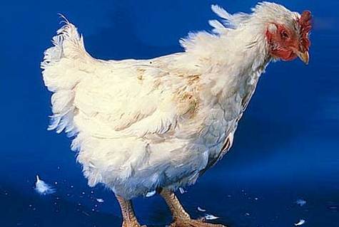Grippe aviaire : l'Afrique également menacée