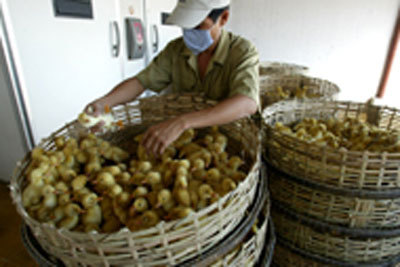 La grippe aviaire est avant tout une maladie animale qui exige une intervention sur le front vétérinaire.&copy; FAO