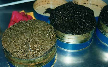 Le caviar illégal inonde le marché européen