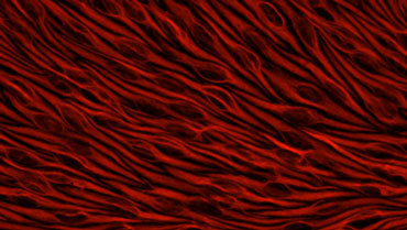 Une culture de cellules endothéliales de cerveau de bœuf