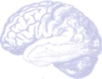 Schéma d'un cerveau humain