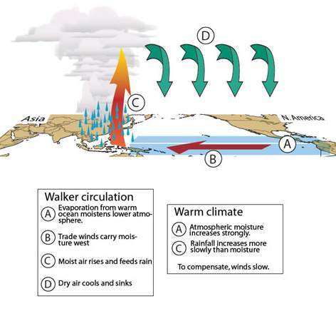 L'influence du réchauffement climatique sur la circulation de Walker(Courtesy of Nature)