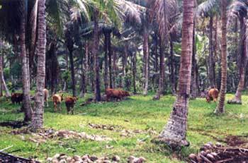Culture paysanne de cocotier dans le Vanuatu
