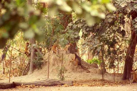 &copy; IRD - Galat-Luong, Anh Colobe bai d'Afrique occidentale (Procolobus badius temmincki) au sol (à droite), jouant en association avec des singes rouges patas (Erythrocebus patas). Forêt de Fathala, Parc national et Réserve Mab